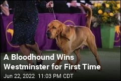 Trumpet the Bloodhound Wins Westminster Best in Show