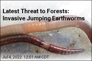 Latest Threat to Forests: Invasive Jumping Earthworms