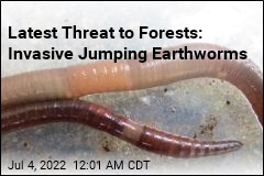 Latest Threat to Forests: Invasive Jumping Earthworms