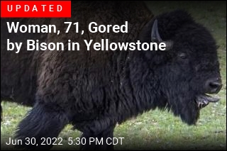 Bison Attacks Family in Yellowstone Incident Caught on Video