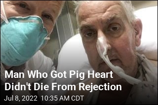 Doctors: Pig-to-Human Heart Transplant Counts as a Success