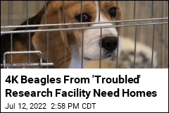 4K Beagles From &#39;Troubled&#39; Research Facility Need Homes
