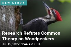 Research Refutes Common Theory on Woodpeckers