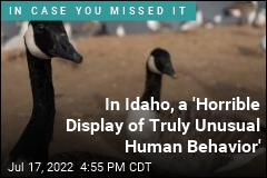Headless Geese in Idaho Baffle Wildlife Authorities