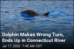 Wayward Dolphin Spotted in Connecticut River