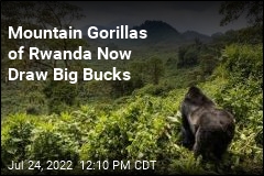 Mountain Gorillas of Rwanda Now Draw Big Bucks