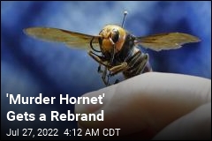 &#39;Murder Hornet&#39; Now Has a New Common Name