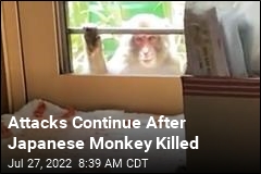 Attacks Continue After Japanese Monkey Killed