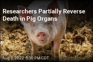 Scientists Partially Revive Organs in Dead Pigs