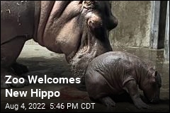 Fiona the Hippo Gets a Sibling