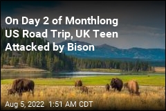 On Day 2 of Monthlong US Road Trip, UK Teen Attacked by Bison