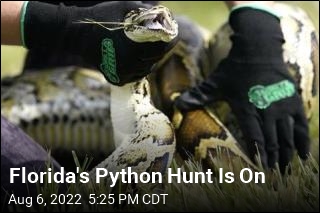 Florida&#39;s Python Hunt Is On