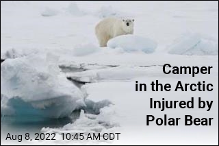 Polar Bear Injures Camper in the Arctic