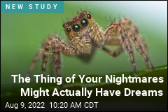 Mind-Blowing Find: Spiders Might Dream