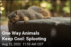 One Way Animals Keep Cool: Splooting