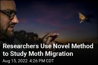 Scientists Use Teeny Trackers to Study Moth Migration