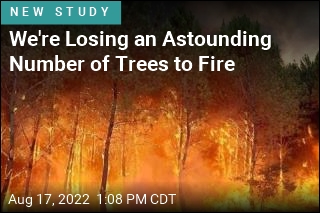 &#39;Astonishing&#39; Increase in Trees Wiped Out by Fire