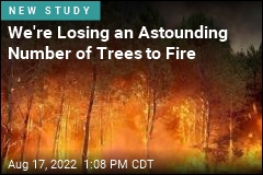 &#39;Astonishing&#39; Increase in Trees Wiped Out by Fire