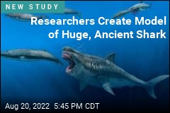 Researchers Create Model of Huge, Ancient Shark