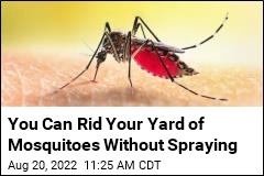 You Can Take Back Your Yard From Mosquitoes