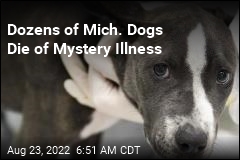 Dozens of Dogs Dying of Mystery Illness in Michigan