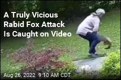 A Truly Vicious Rabid Fox Attack Is Caught on Video