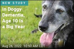 In Doggy Dementia, Exercise Is a Factor