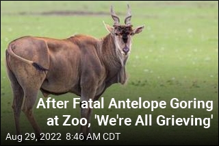 Zoo Worker Gored to Death by Giant Antelope