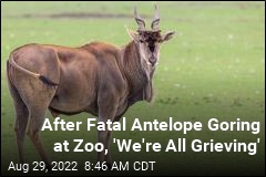 Zoo Worker Gored to Death by Giant Antelope