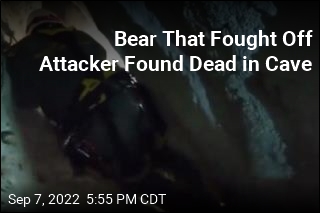 Bear That Fought Off Attacker Found Dead in Cave