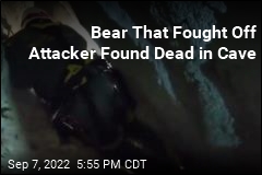 Bear That Fought Off Attacker Found Dead in Cave