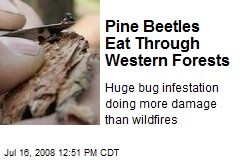 Pine Beetles Eat Through Western Forests