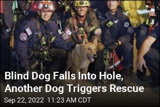 Blind Dog Falls Into Hole, Another Dog Triggers Rescue