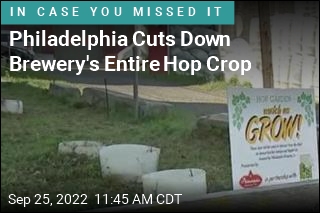 Philadelphia Cuts Down Brewery&#39;s Entire Hop Crop