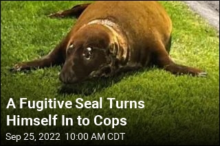 A Fugitive Seal Turns Himself In to Cops