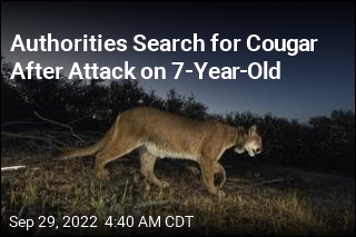 Mountain Lion Attacks Boy in California Park