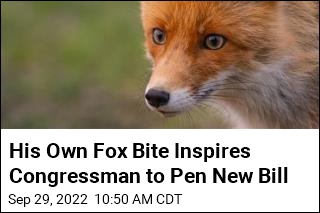 His Own Fox Bite Inspires Congressman to Pen New Bill