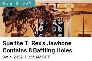 Researchers Explore Mystery of Holes in Famed T. Rex&#39;s Jaw
