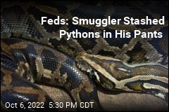 Feds Say NY Man Tried to Smuggle Pythons in Pants