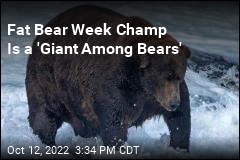 &#39;Bear Force One&#39; Is Fat Bear Week Champ