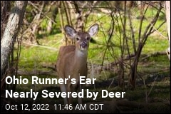 Ohio Runner&#39;s Ear Nearly Severed by Deer