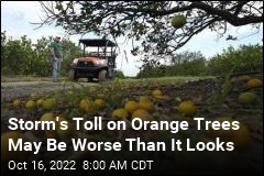 Storm&#39;s Toll on Orange Trees May Be Worse Than It Looks