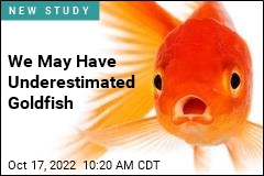 We May Have Underestimated Goldfish