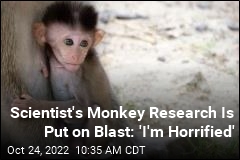 Scientist&#39;s Monkey Research Is Put on Blast: &#39;I&#39;m Horrified&#39;