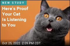 Here&#39;s Proof Your Cat Is Listening to You