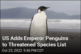 Emperor Penguins Added to Threatened List