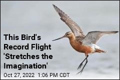 This Bird&#39;s Record Flight &#39;Stretches the Imagination&#39;