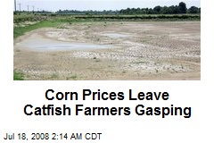 Corn Prices Leave Catfish Farmers Gasping