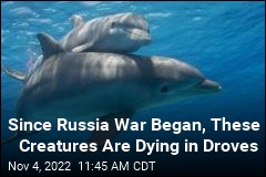 &#39;Unusual Increase&#39; in Dolphin Deaths During Russian War
