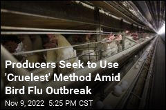 Producers Seek to Use &#39;Cruelest&#39; Method Amid Bird Flu Outbreak